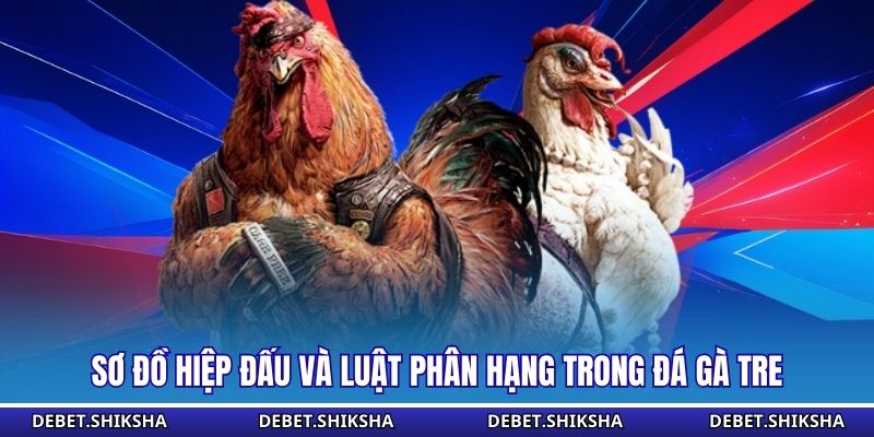 Sơ đồ hiệp đấu và luật phân hạng trong đá gà tre